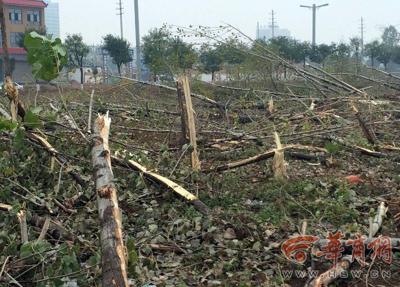 500棵碗口粗杨树一夜被毁 村民怀疑与征地未果有关(组图)