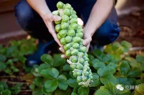brussels sprout孢子甘蓝—怎么做都好吃竟然还可以烤成cupcake,我真