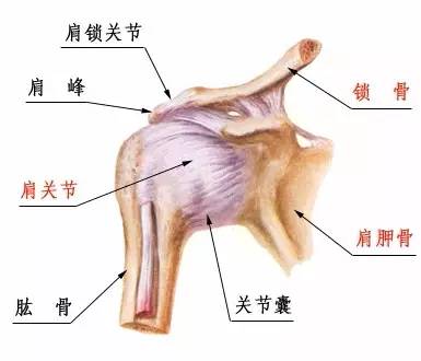 肩周炎,你真的了解吗?