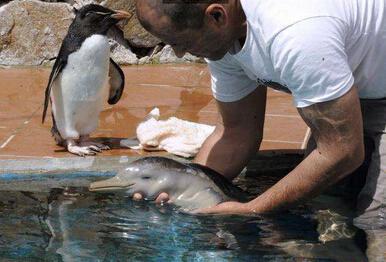 一周大的小海豚,被保育员精心照顾,超有爱!