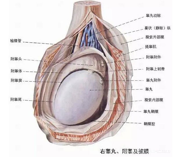 睾丸高清图片