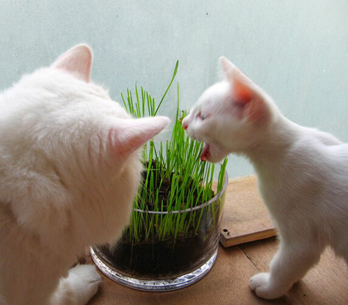 猫咪多大开始吃猫草猫咪多大吃猫草好