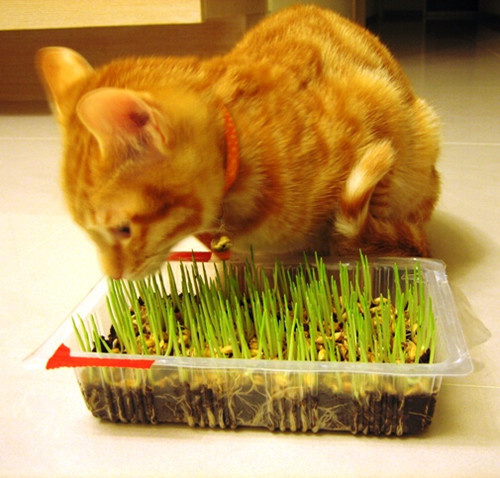 猫咪多大可以吃猫草?