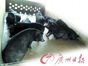 某品牌土猪吃完饲料便在猪栏里睡觉或站立。