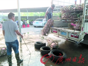 广州嘉禾畜禽买卖核心,卖主正在选猪。