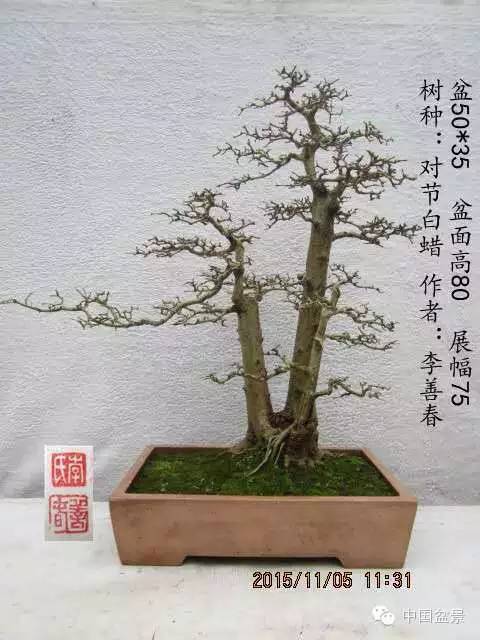 花果小品与对节白蜡盆景欣赏