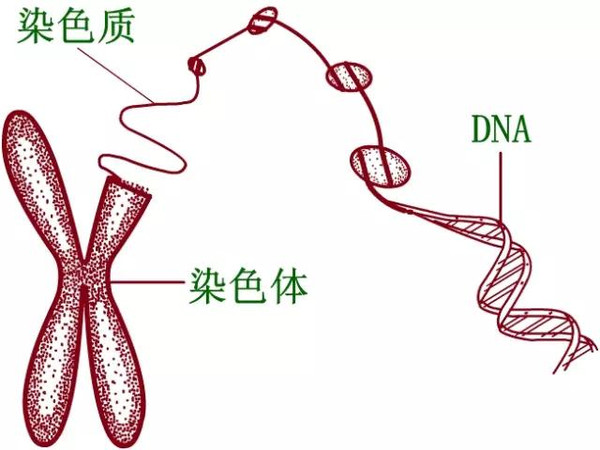 基于多层染色体基因表达式程序设计的混合遗传进化算法