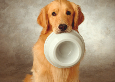狗肚子硬硬怎么回事?狗吃太多胃积食怎么办_