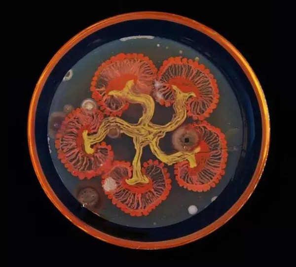 看看理科生细菌画的艺术逼格吧!