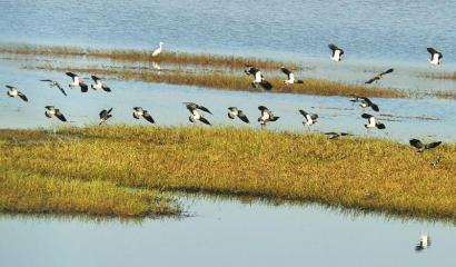 全球又有24种鸟类入濒危名录 四川发现7种濒危鸟