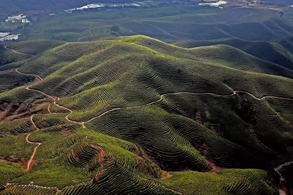 中华普洱茶博览园以万亩生态茶园为建设背景,是世界茶海中一颗璀璨