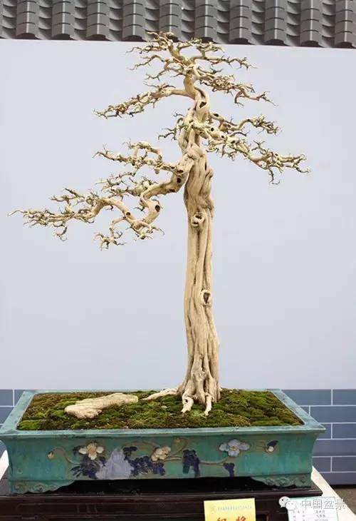 如果制作提根式盆景,盆内底土应多放一些,使树根露出盆口.