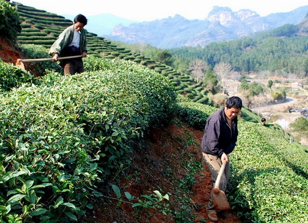 古代茶树种植法 你知道始于哪个朝代吗