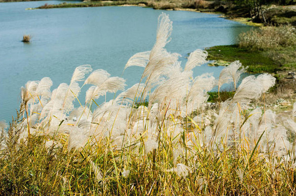 秋浓芦花白,杭州及周边最美赏芦地图