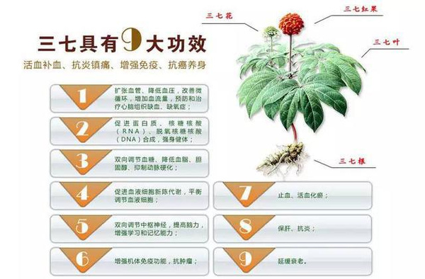 三七生长的地区性很强