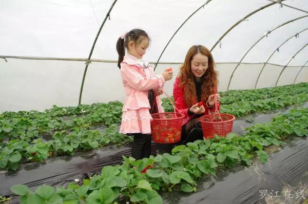 罗江人民有口福啦!草莓农场主狂送百万折扣券!