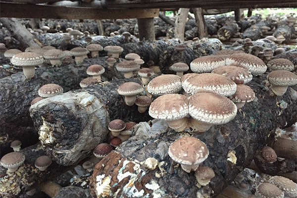 像大棚里面的这种是袋料香菇,用袋子把香菇生长需要的材料装好,经过