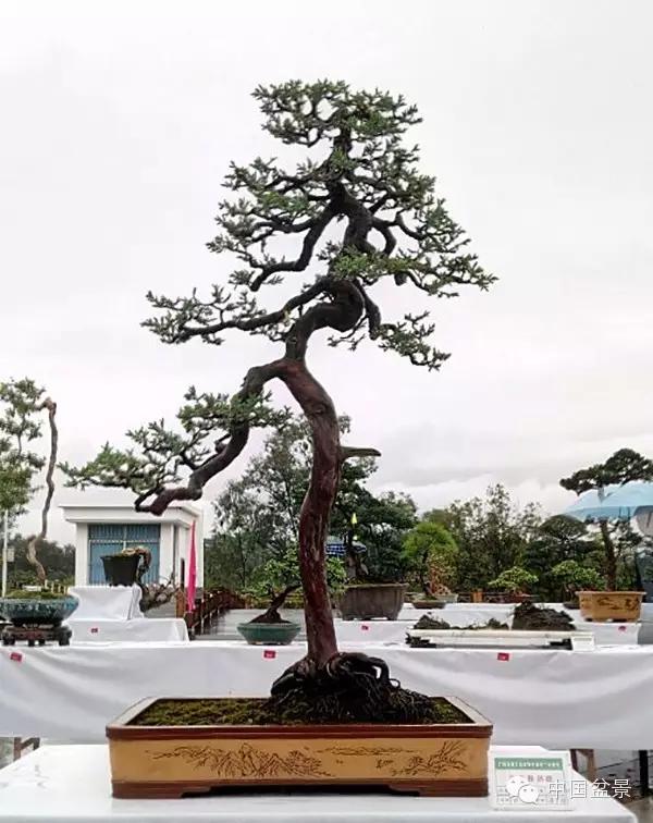 广西精品盆景展作品选