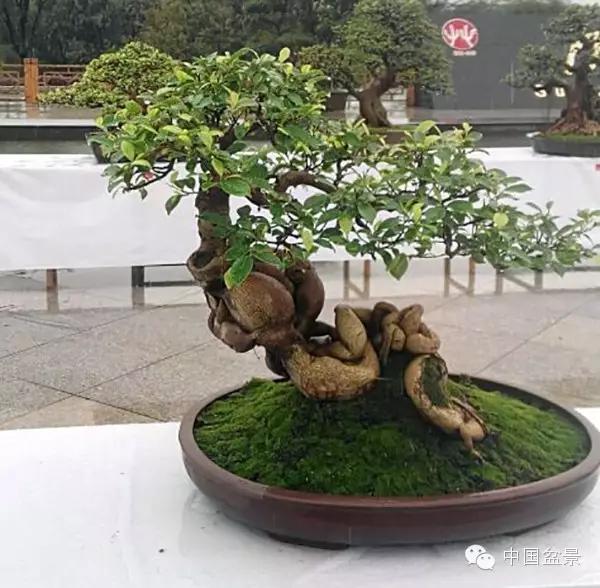 Ʒ辰չƷѡ