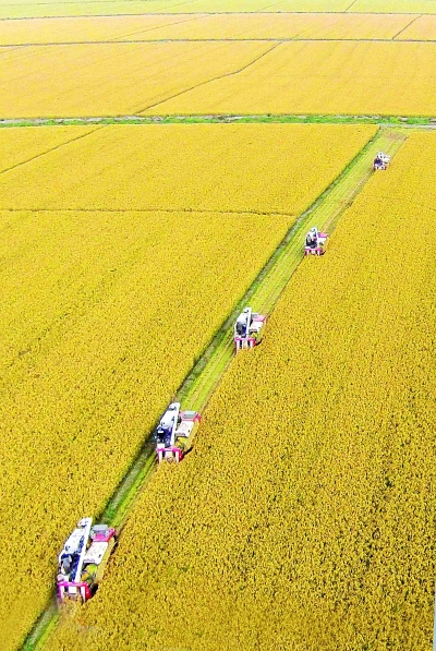 希望的田野(图)