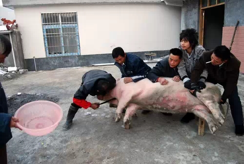 接下来就是烫猪,刮猪毛,翻猪大肠,通小肠,破猪肚子,理板油