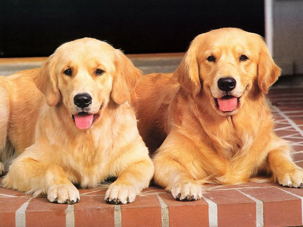 拉布拉多和金毛寻回犬,它们可以用哪种宠物香
