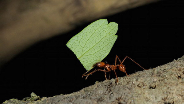 盘点动物界最勤劳10大生物