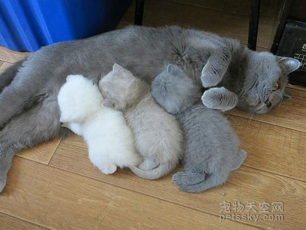 30张猫妈妈和小猫咪在一起的照片 当妈真的不