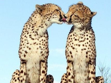动物之间的亲吻!太有爱了!
