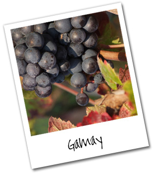 葡萄品种佳美gamay