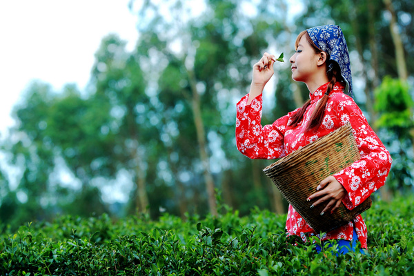 经济适用的茶叶美容方法