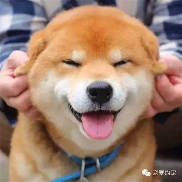 柴犬火的表情是…又送死一个原因包来的图片