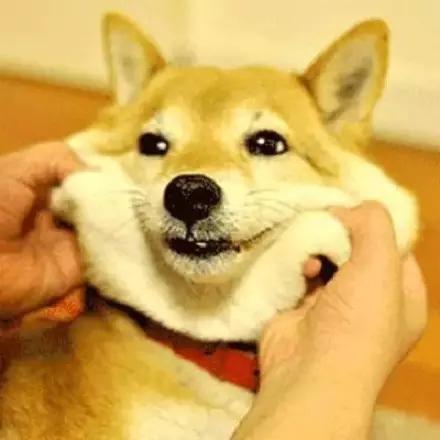 有一种狗叫柴犬,二货程度堪比哈士奇!