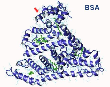 牛血清白蛋白bsa和ctb使用说明