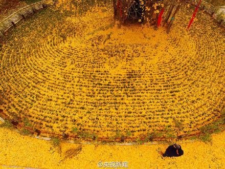 美翻了！陕西4000年古银杏落叶似黄金毯(图)