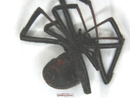 江苏口岸货物现毒蜘蛛“黑寡妇” 被咬可致死(图)