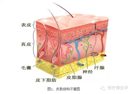 分类皮肤由表皮,真皮和皮下组织等组成,表皮和真皮之间由基底膜带连接