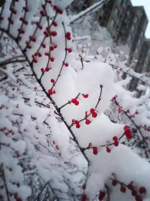 {下雪思乡的诗句}.