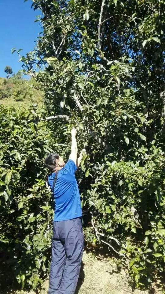 【粗人茶社】云南茶山,冰岛村: 想喝500年冰岛茶