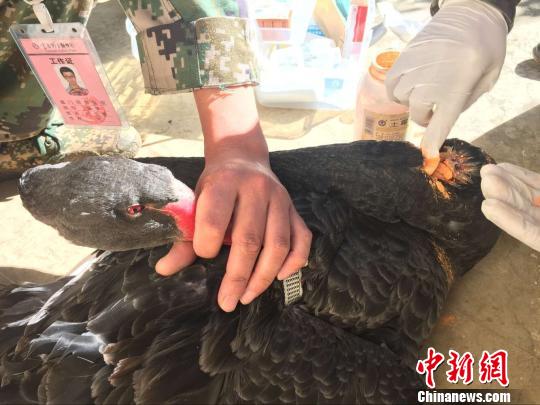 云南野生动物园半月救助8只受伤鸟类 多为人为伤害