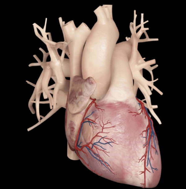 【科普】心脏表面血管名称和位置图片解析