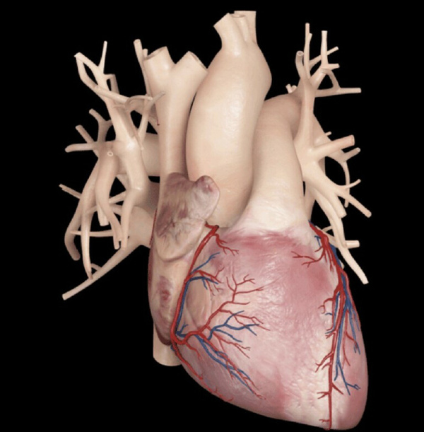 科普心脏表面血管名称和位置图片解析