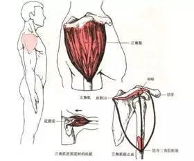 后部肌纤维可以外旋及伸展上臂,三角肌瘫痪时其功能部分可由冈上肌