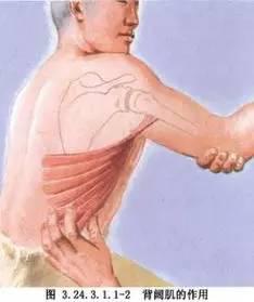 背阔肌损伤有的人会导致肩关节上抬受限.