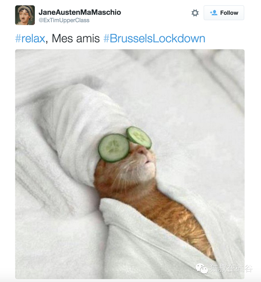 猫猫显神通:比利时网民幽默支持警方反恐(图)