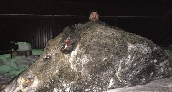 俄媒:俄罗斯猎人猎杀巨型野猪 重量超半吨