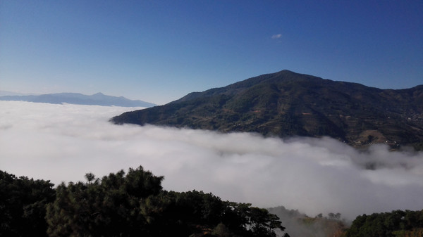 【粗人茶社】云南茶山，昔归_降价吗