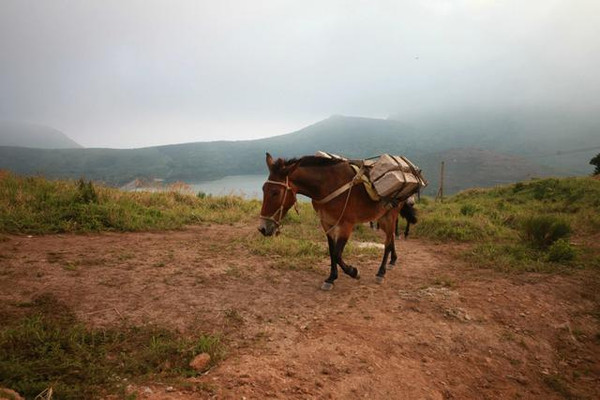 感动的我下山时没走台阶,特意走了驴走的下山路,结果不捉死就不会死