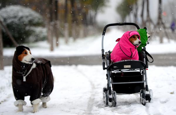 2015年11月24日，济南市出现大范围降雪，一名大妈带着三只爱犬出门遛狗。 视觉中国 图