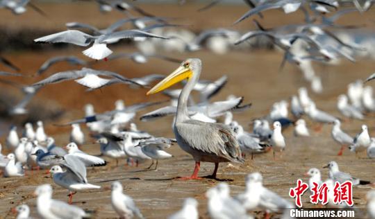 黄河口湿地发现粉红背鹈鹕 收入鸟类新物种目录